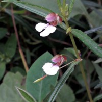 Impatiens oppositifolia L.